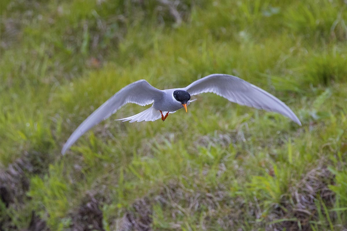 rybák novozélandský - ML646659408