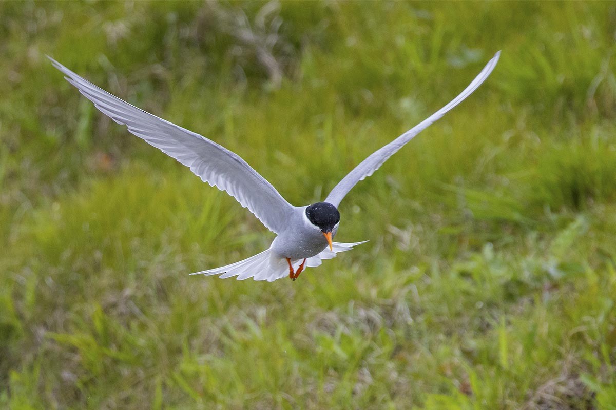 rybák novozélandský - ML646659409