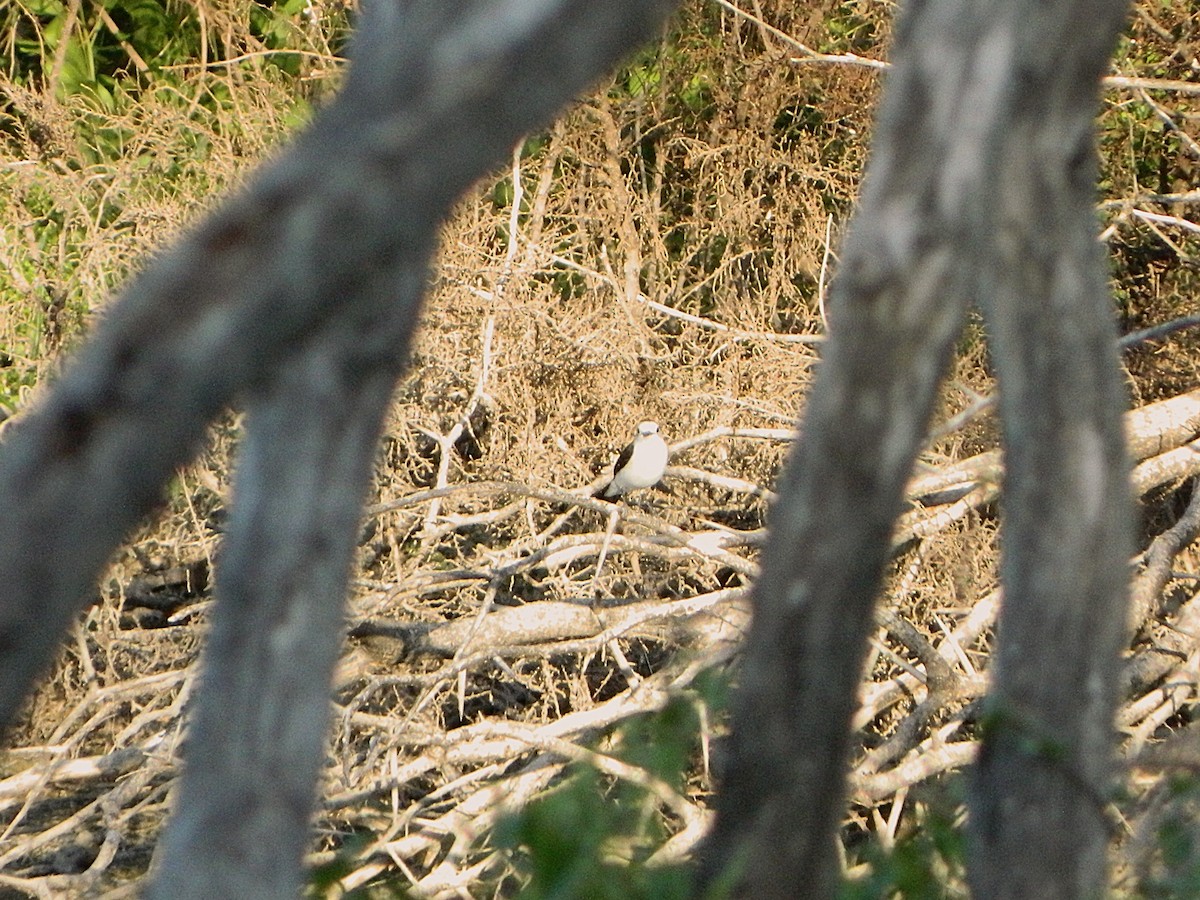 Black-backed Water-Tyrant - ML646659410