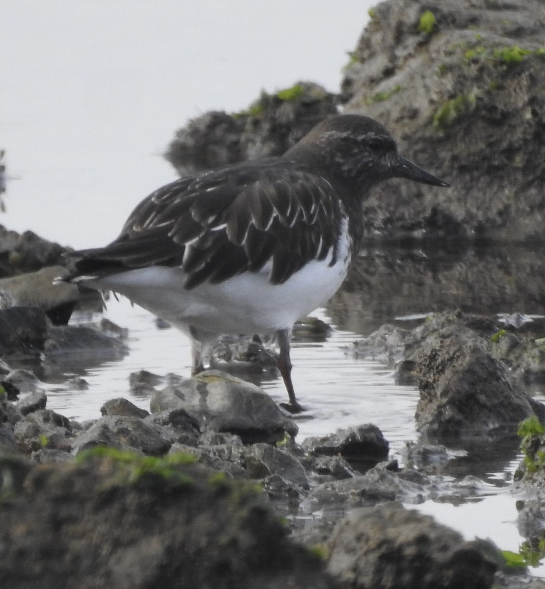 Black Turnstone - ML646659416