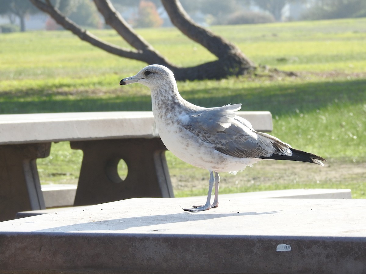 California Gull - ML646659429