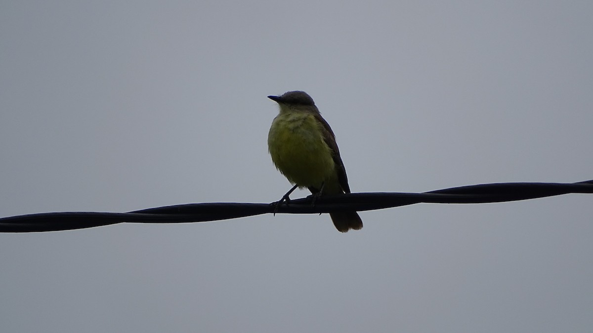 Cattle Tyrant - ML646659430