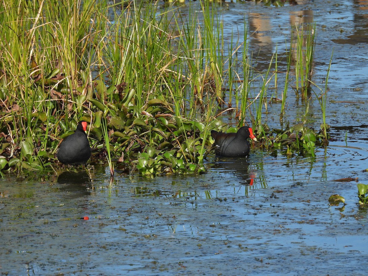 Amerika Sutavuğu - ML646659431