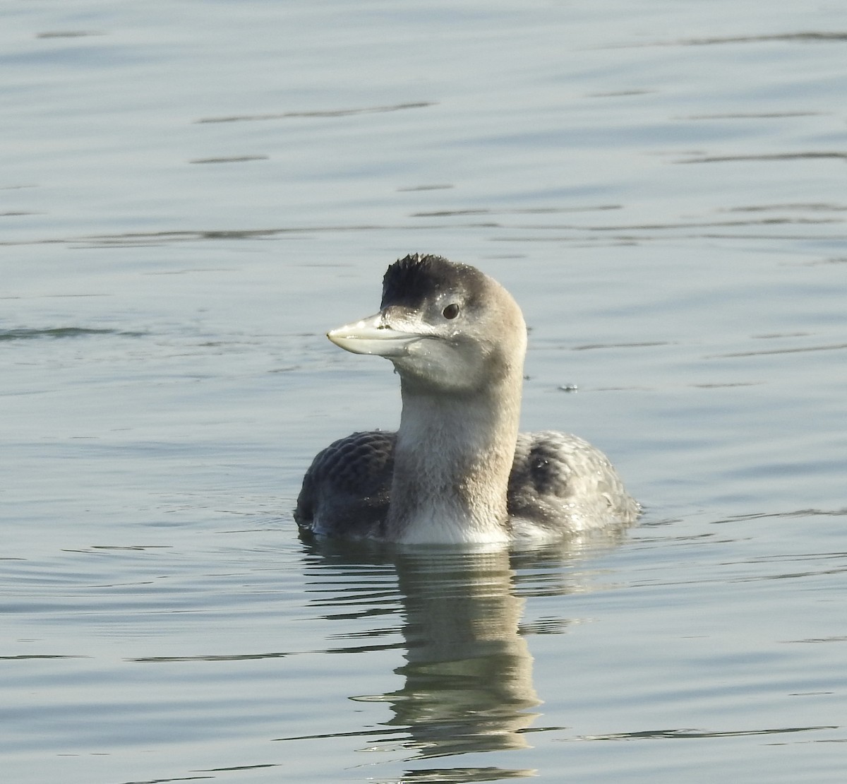 צוללן לבן-מקור - ML646659432