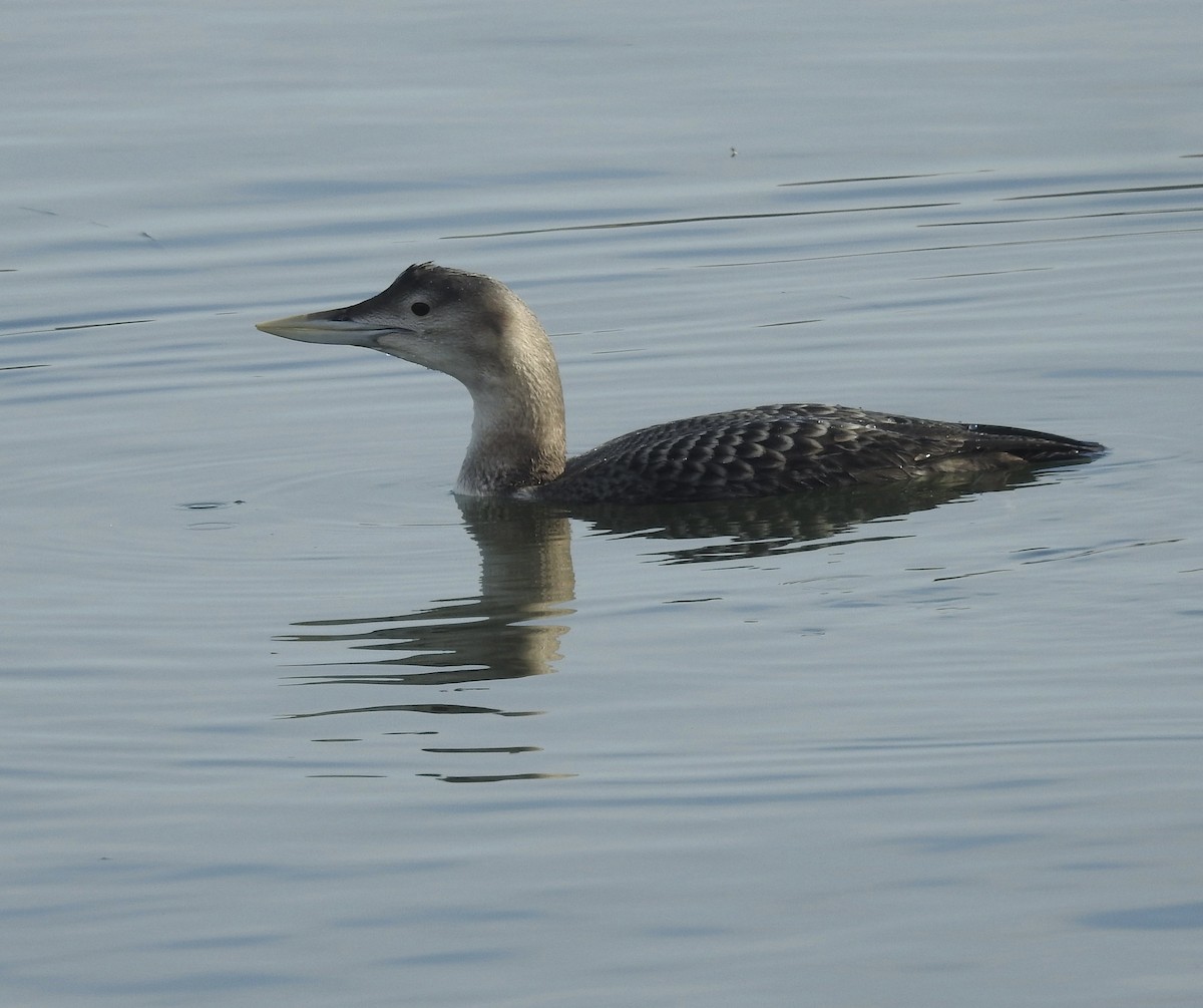 צוללן לבן-מקור - ML646659433
