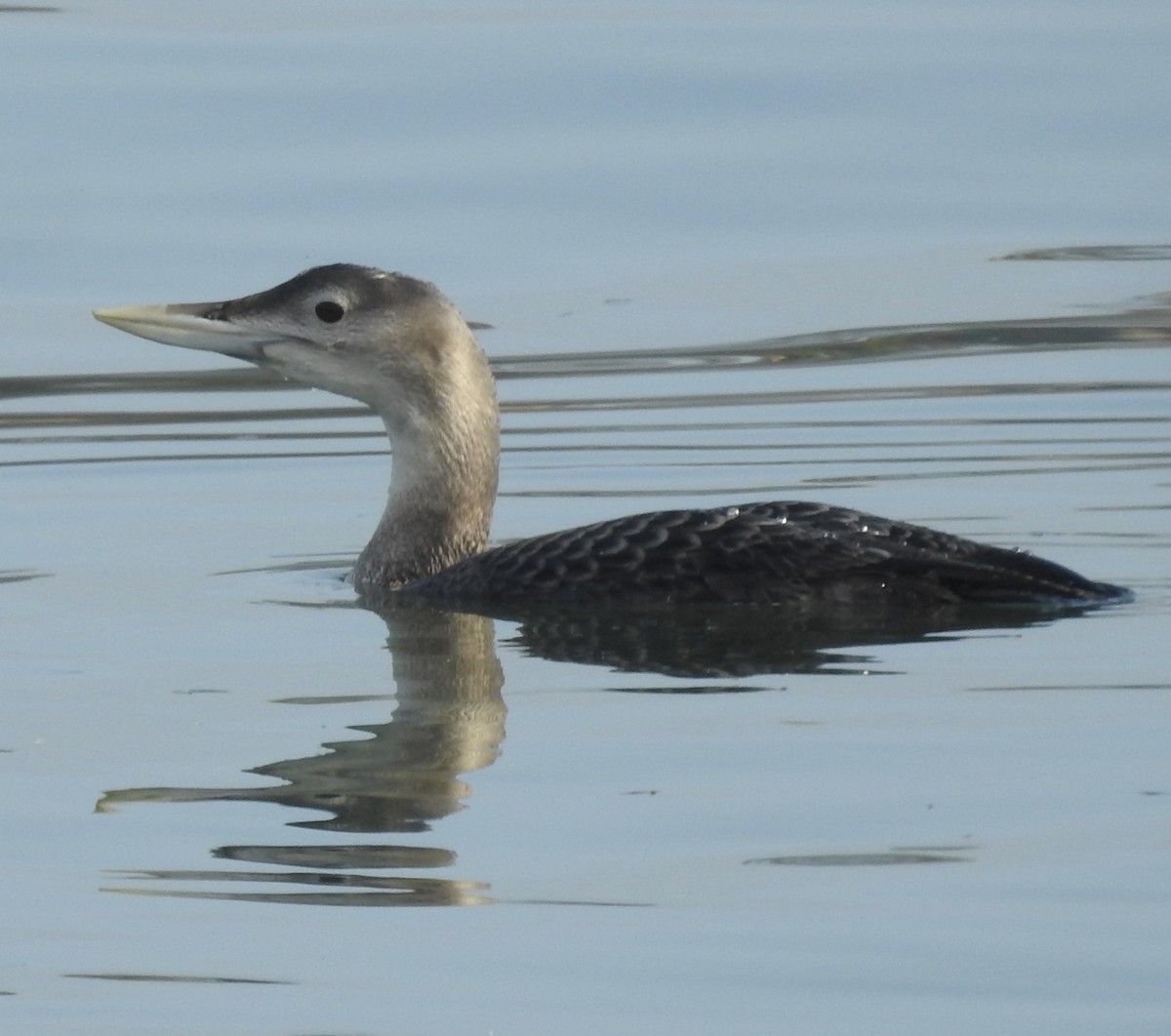 צוללן לבן-מקור - ML646659434
