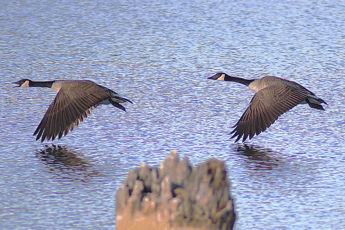 Canada Goose - ML646659437