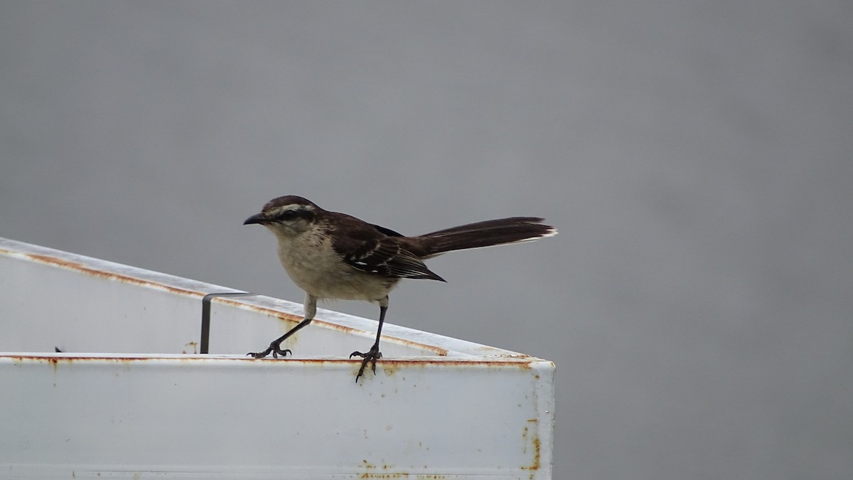 Chalk-browed Mockingbird - ML646659438