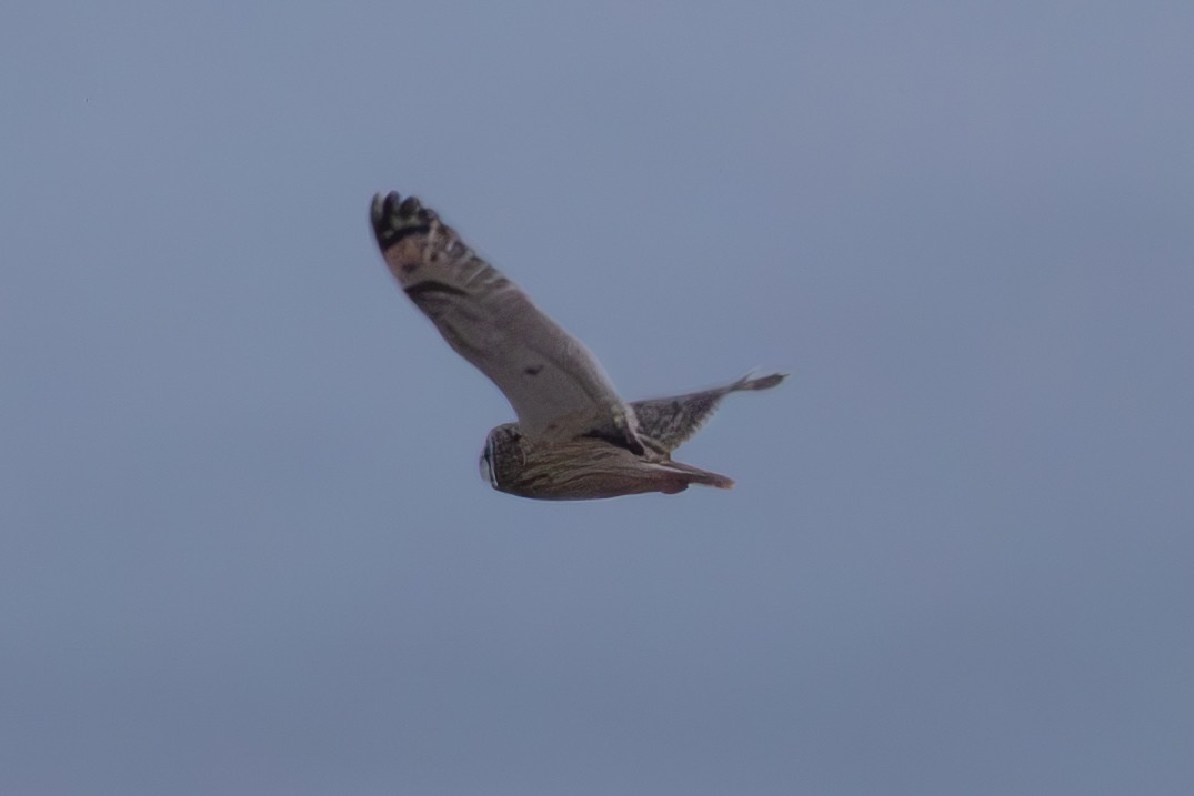 Short-eared Owl - ML646659439