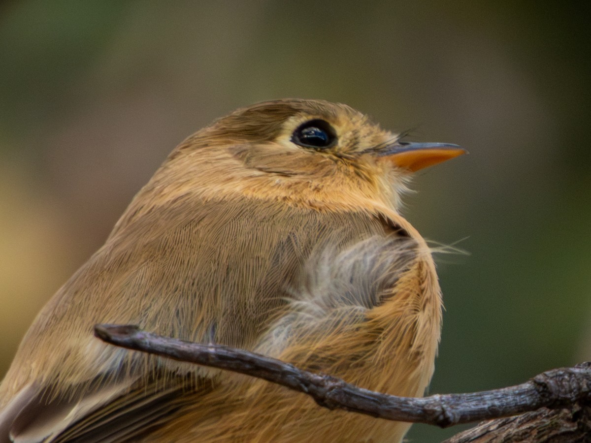 Buff-breasted Flycatcher - ML646659440