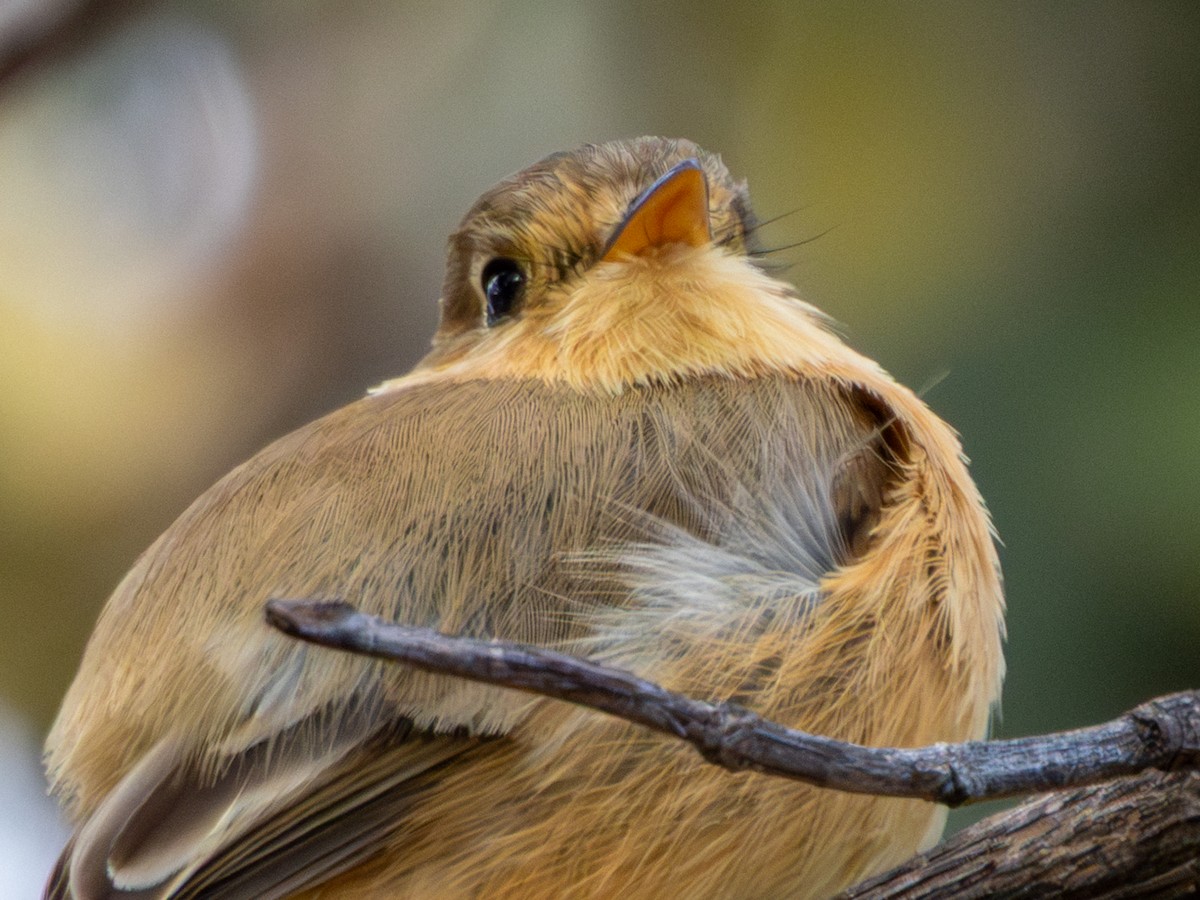 Buff-breasted Flycatcher - ML646659441