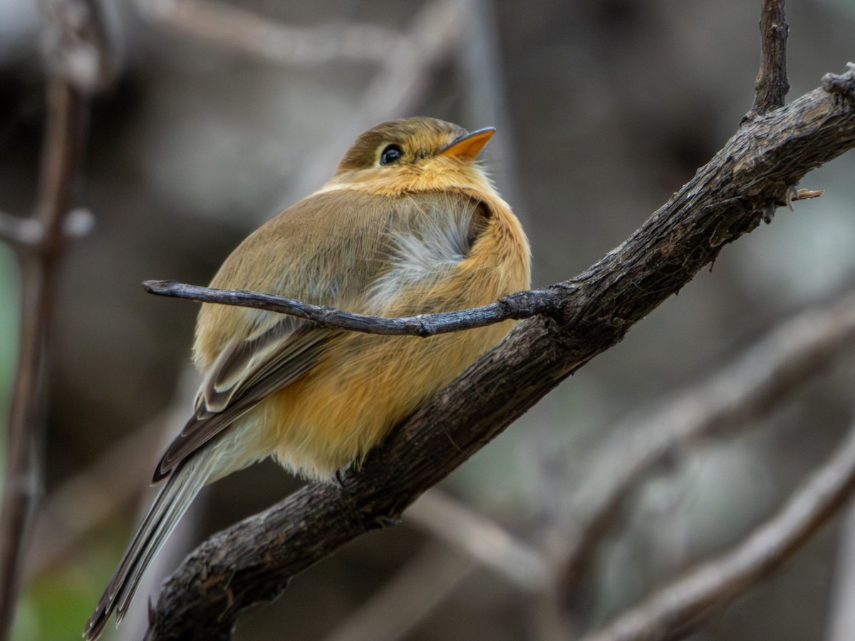 Buff-breasted Flycatcher - ML646659442