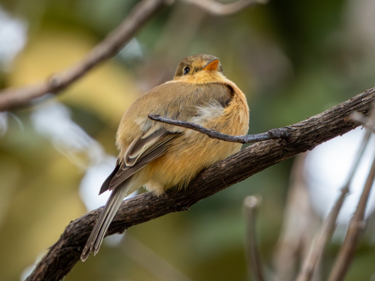 Buff-breasted Flycatcher - ML646659443