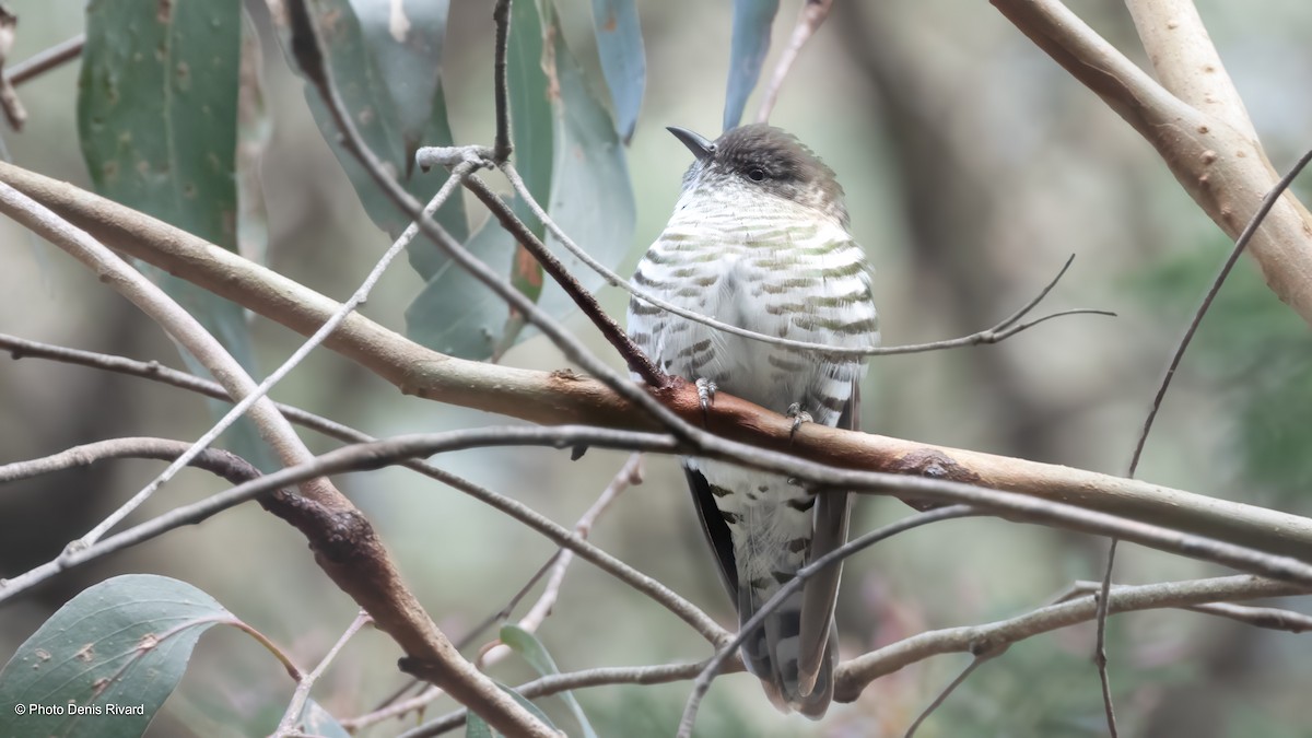 Shining Bronze-Cuckoo - ML646659444
