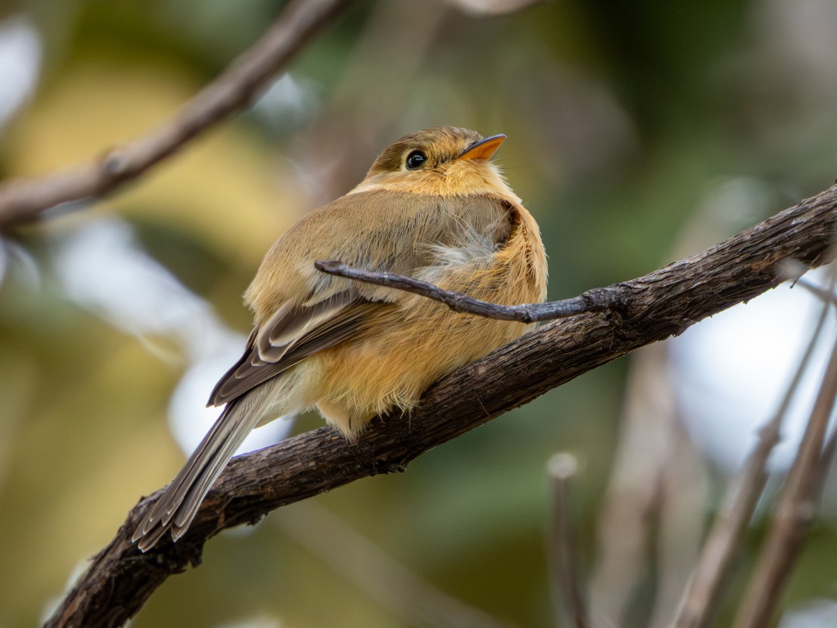 Buff-breasted Flycatcher - ML646659445