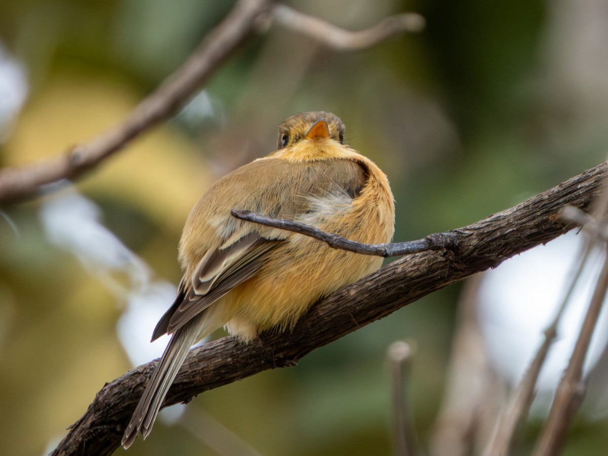 Buff-breasted Flycatcher - ML646659446