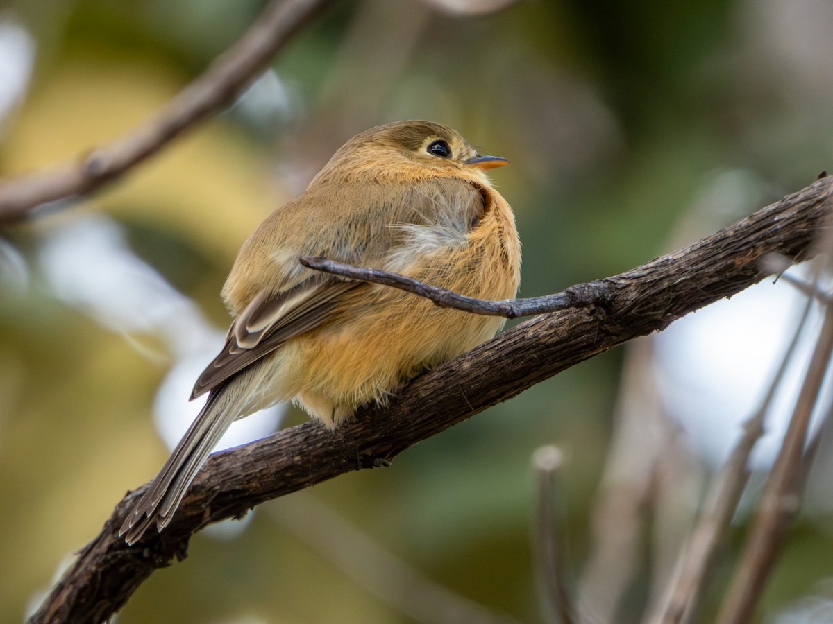 Buff-breasted Flycatcher - ML646659447