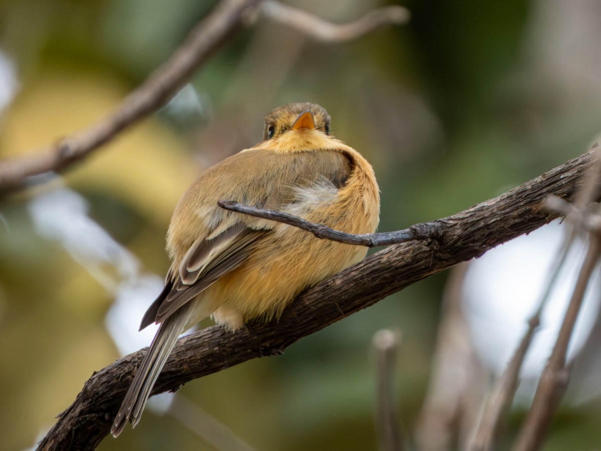 Buff-breasted Flycatcher - ML646659448