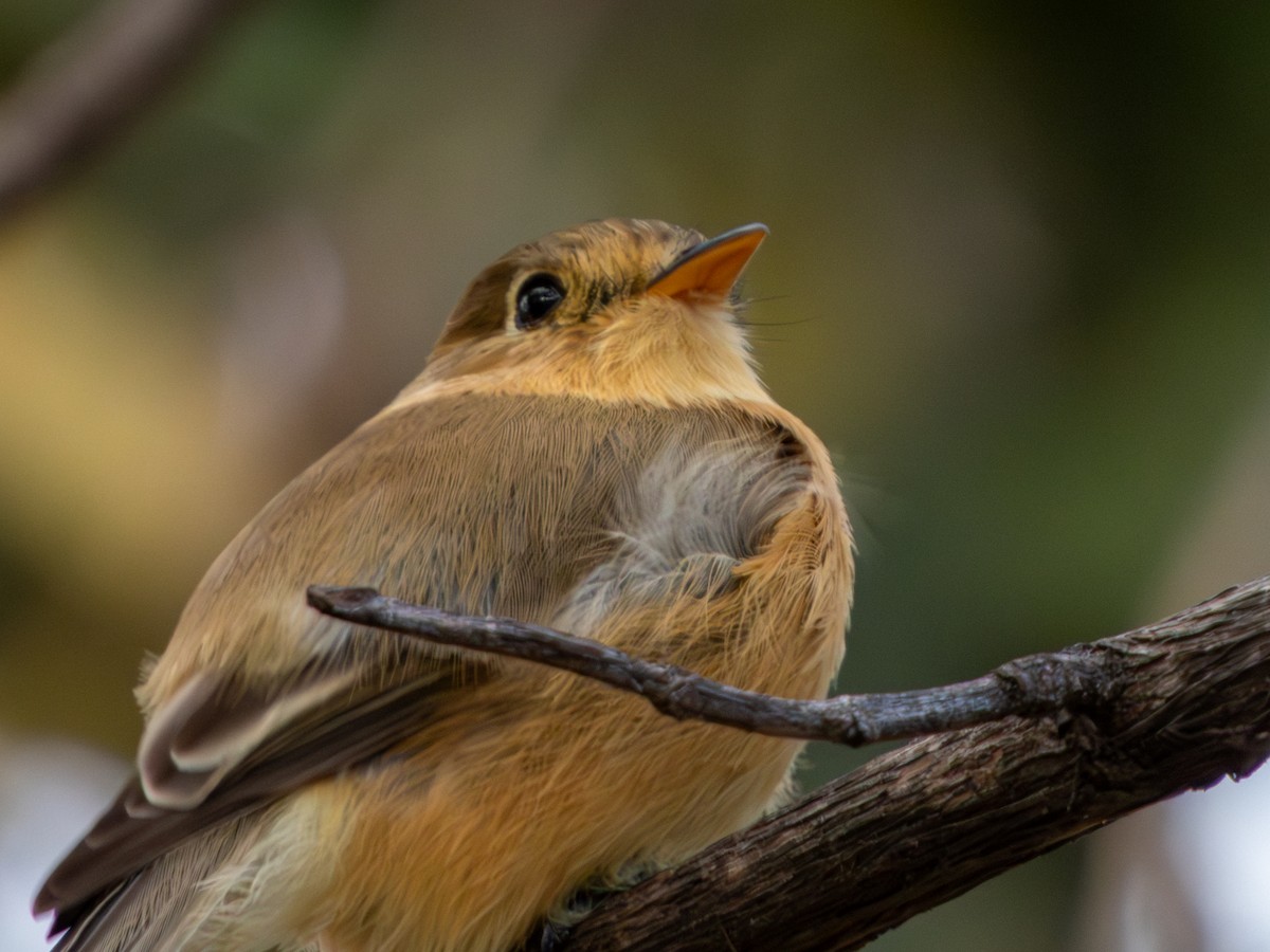 Buff-breasted Flycatcher - ML646659449