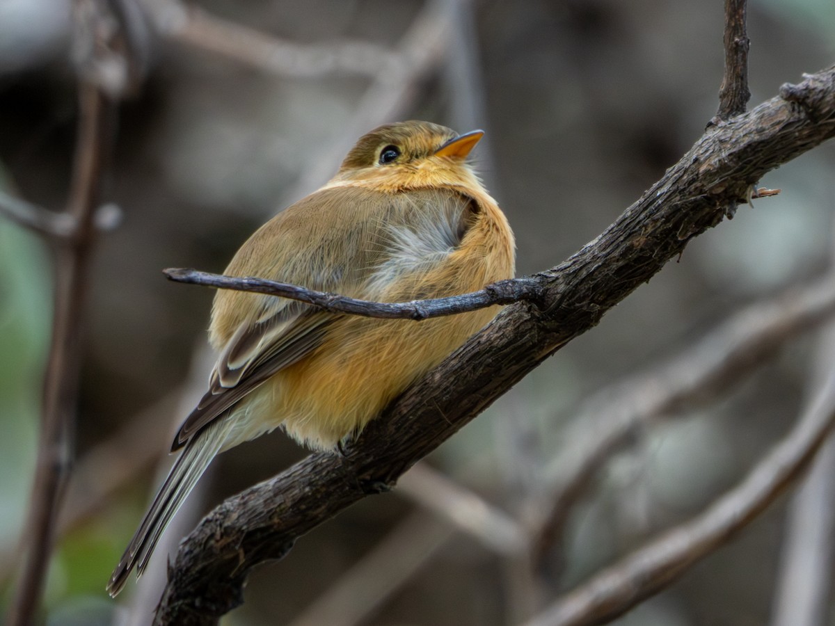 Buff-breasted Flycatcher - ML646659450