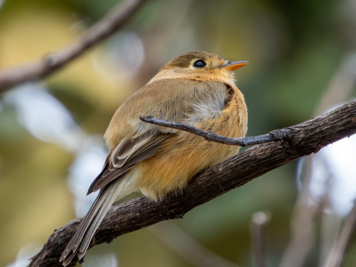Buff-breasted Flycatcher - ML646659451