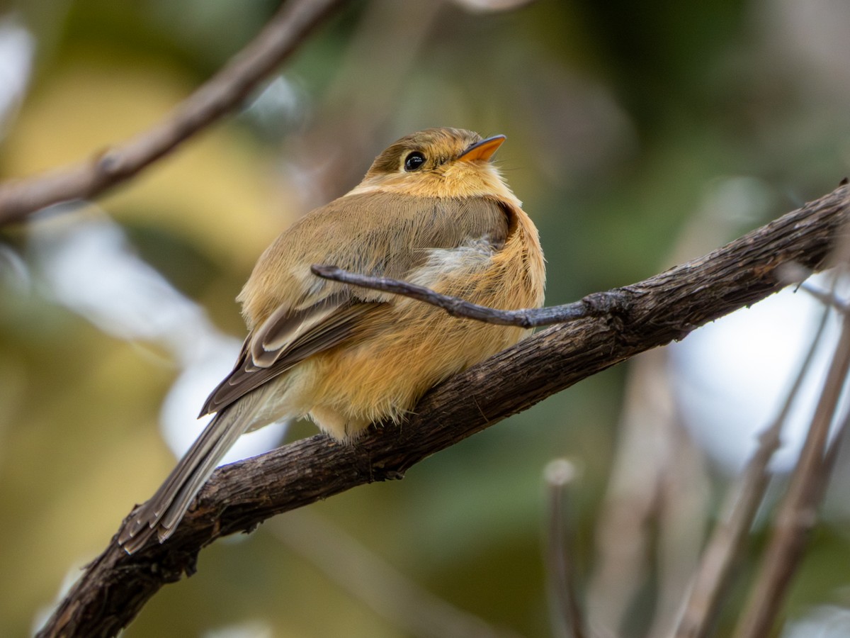 Buff-breasted Flycatcher - ML646659452