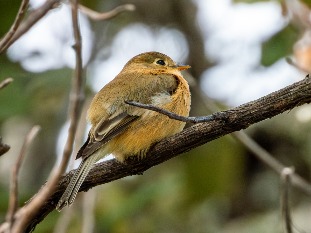 Buff-breasted Flycatcher - ML646659453