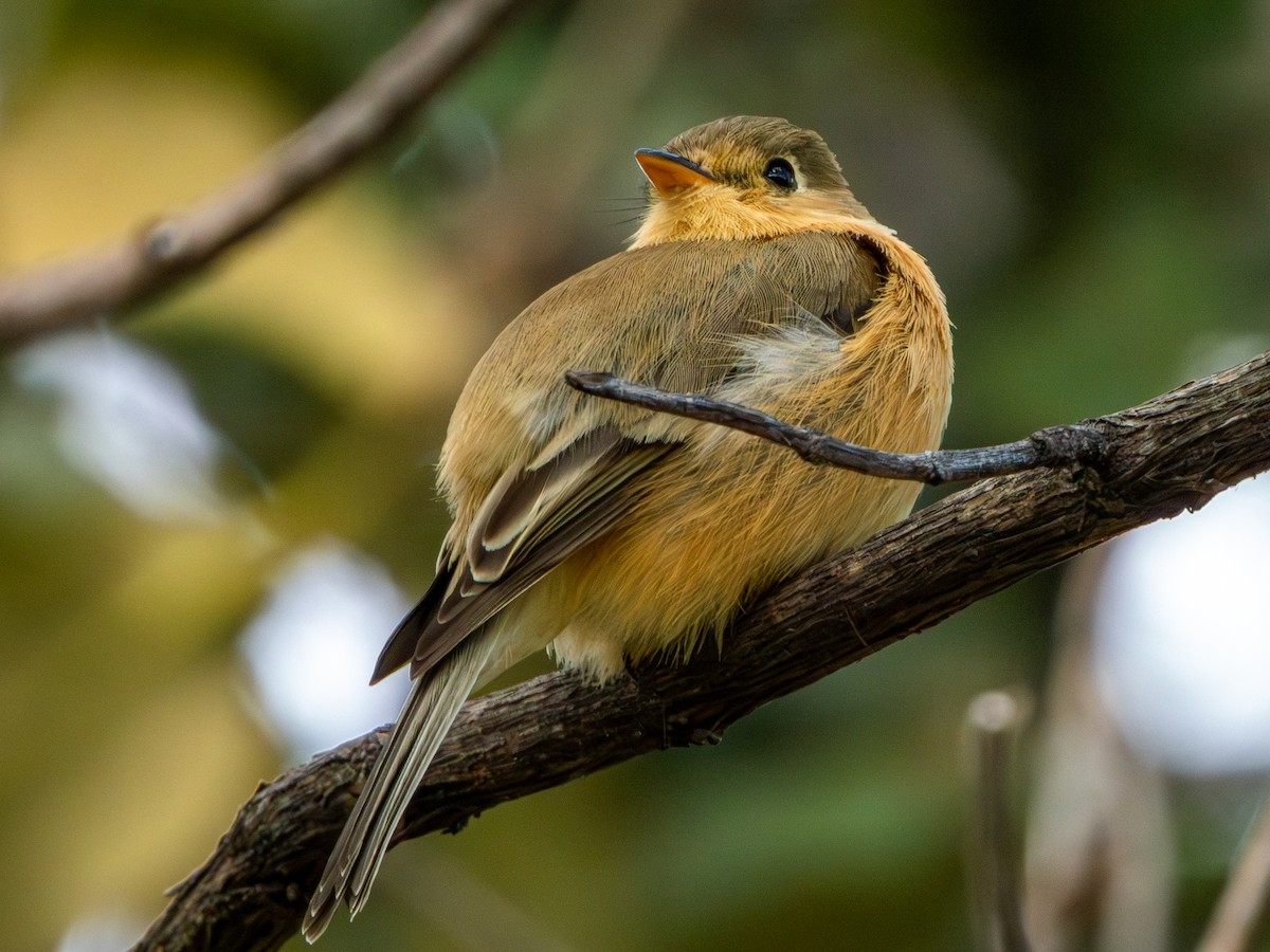Buff-breasted Flycatcher - ML646659454