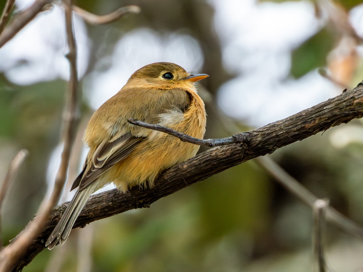 Buff-breasted Flycatcher - ML646659455
