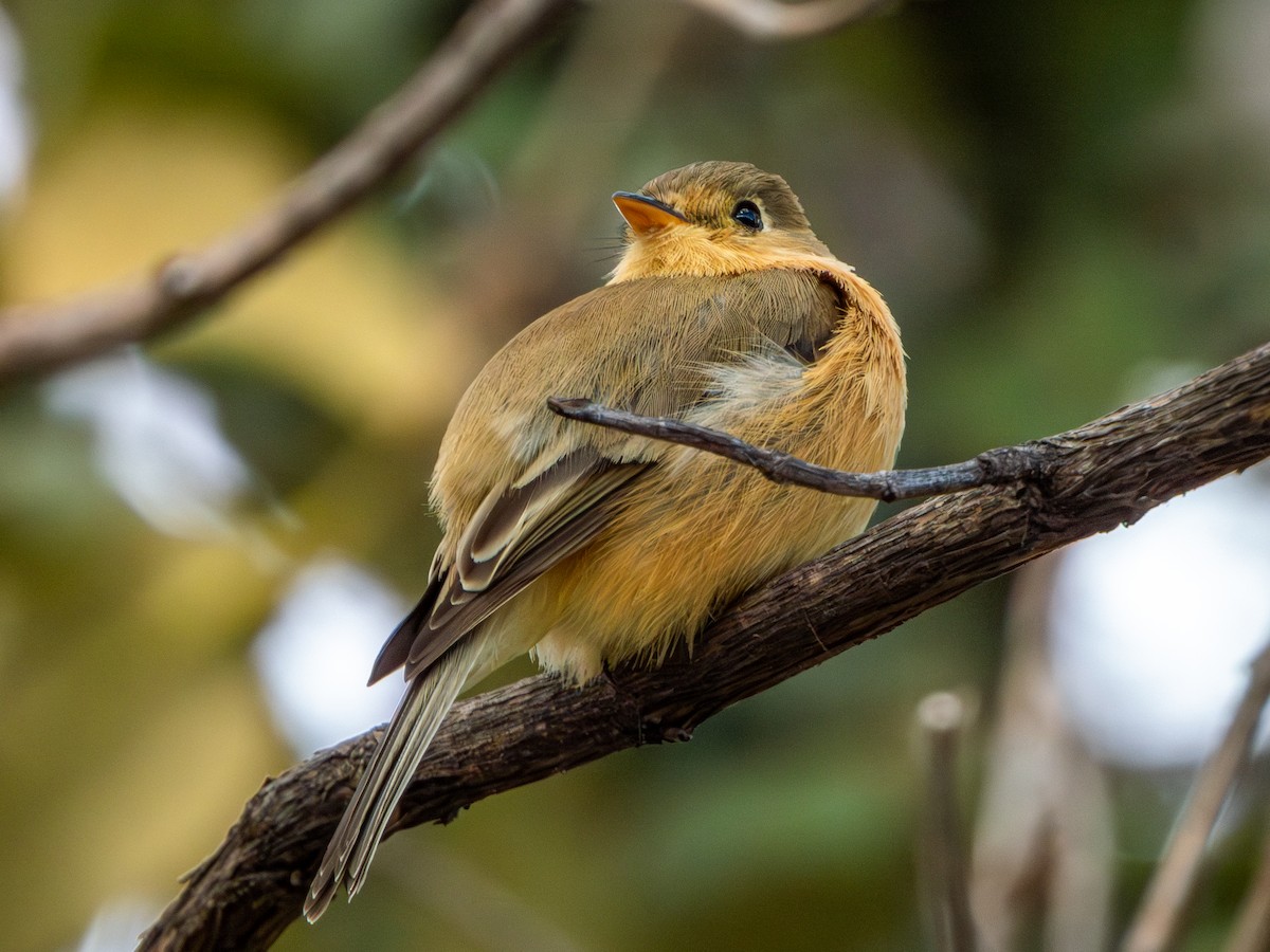 Buff-breasted Flycatcher - ML646659456