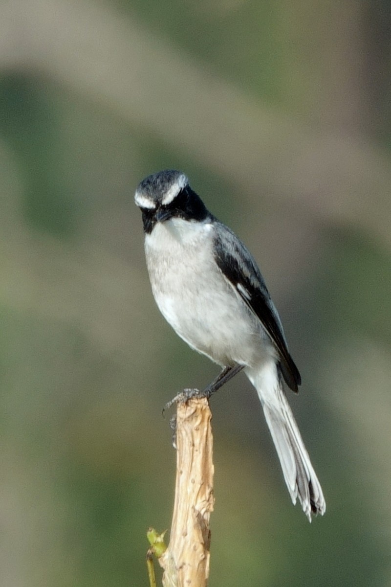 Gray Bushchat - ML646659457