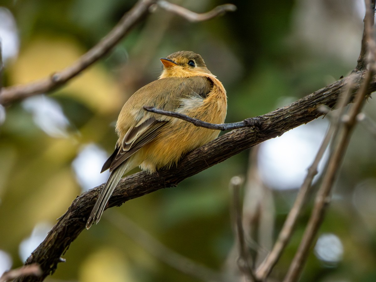 Buff-breasted Flycatcher - ML646659458