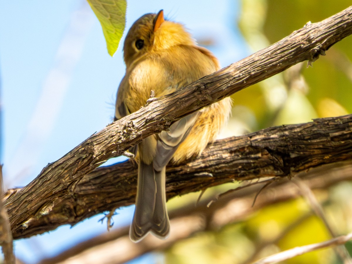 Buff-breasted Flycatcher - ML646659459