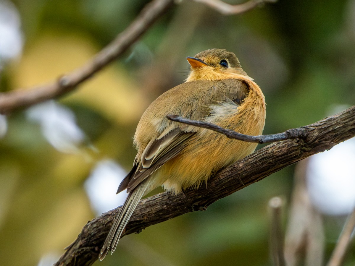 Buff-breasted Flycatcher - ML646659460