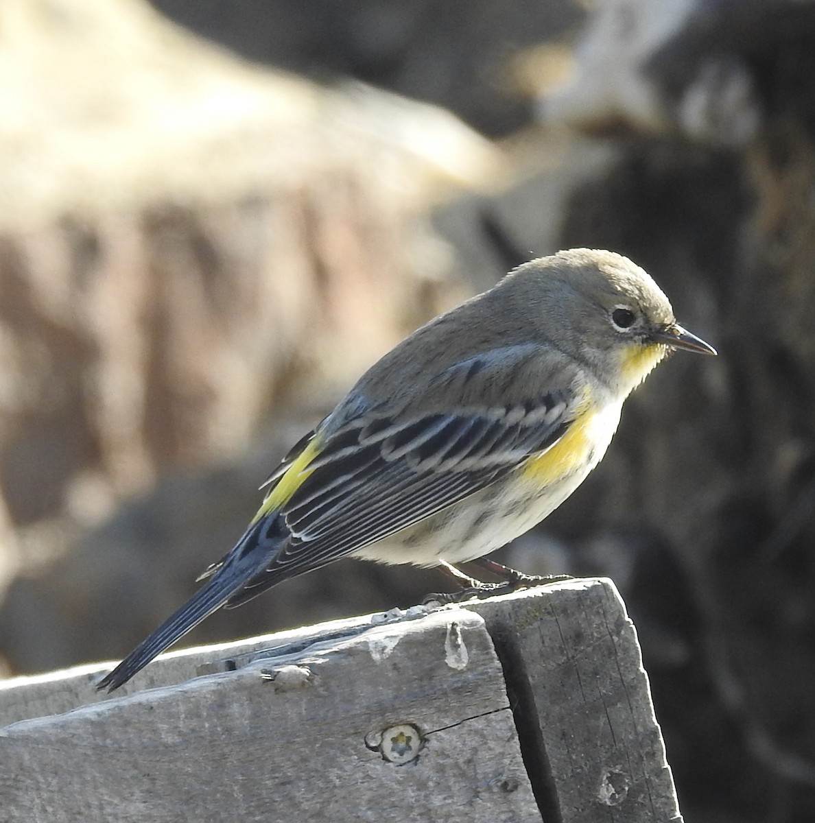 סבכון הכתר - ML646659465