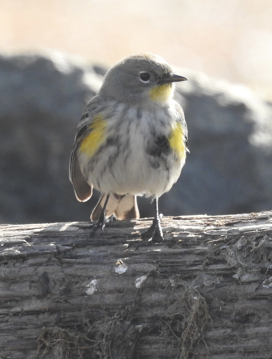 סבכון הכתר - ML646659466
