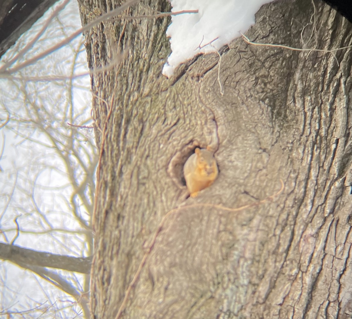 Animals - ML646659468