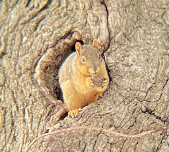 Animals - ML646659469