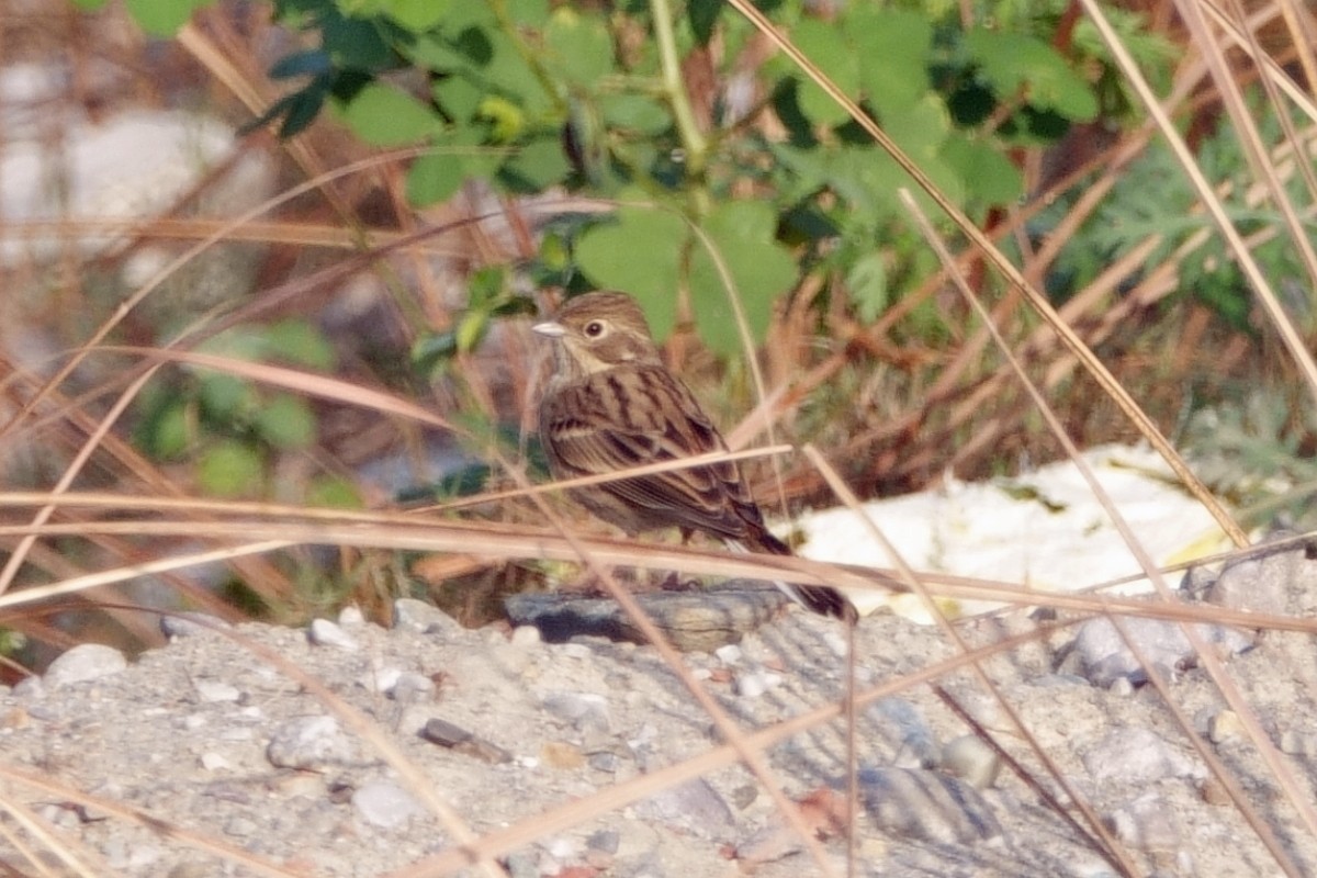 White-capped Bunting - ML646659472