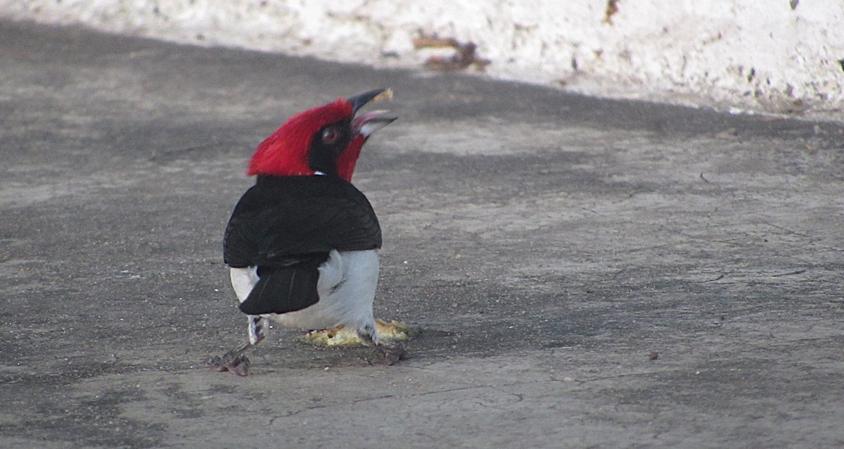 Schwarzohrtangare - ML646659473