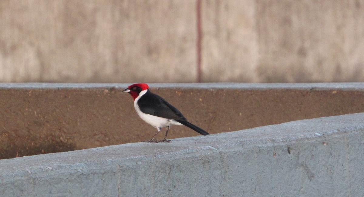 Schwarzohrtangare - ML646659474