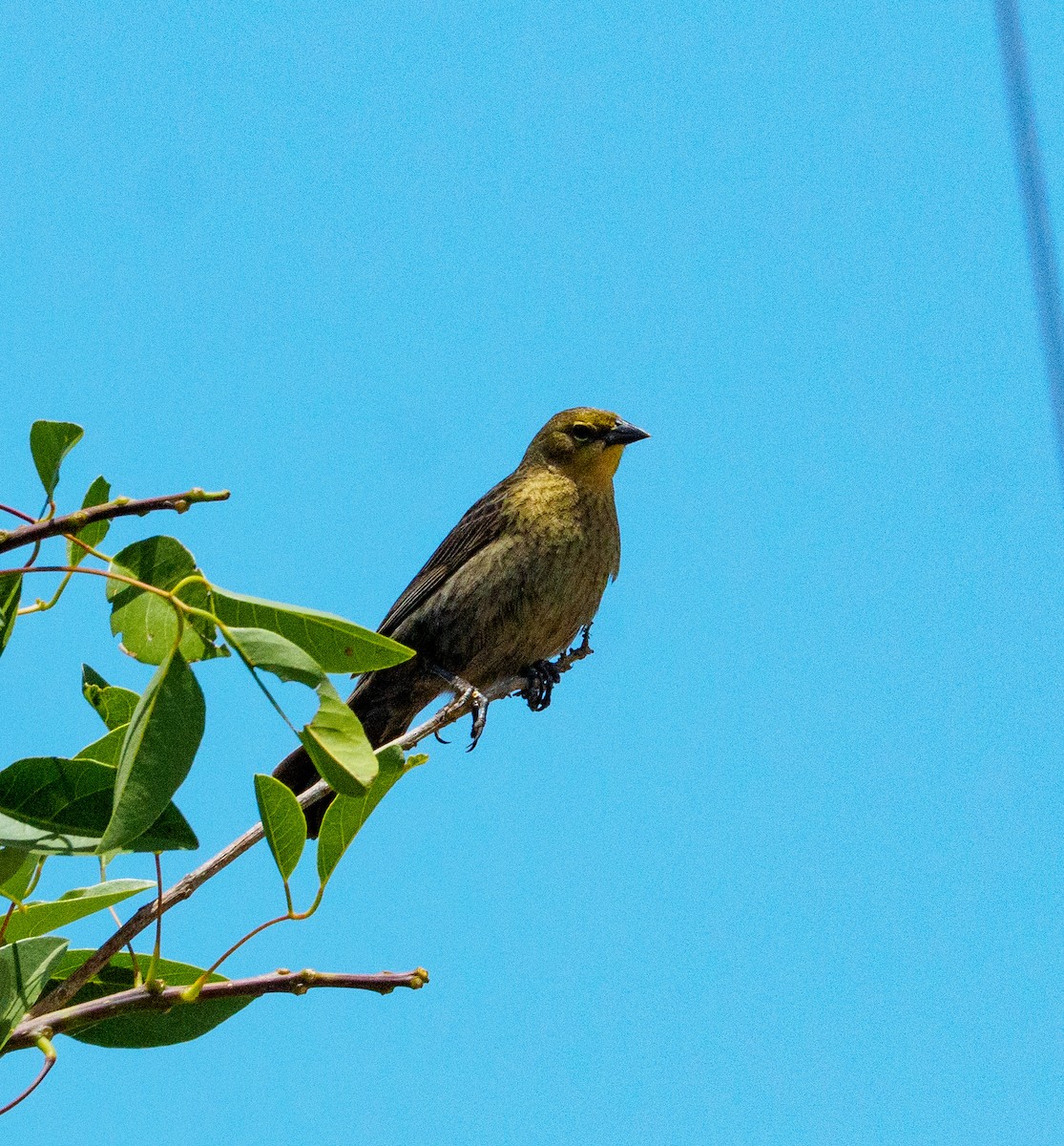 Chestnut-capped Blackbird - ML646659476