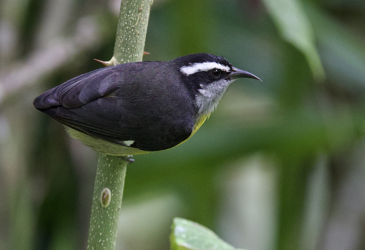 Банановая кареба, сахарная цветочница - ML646659478