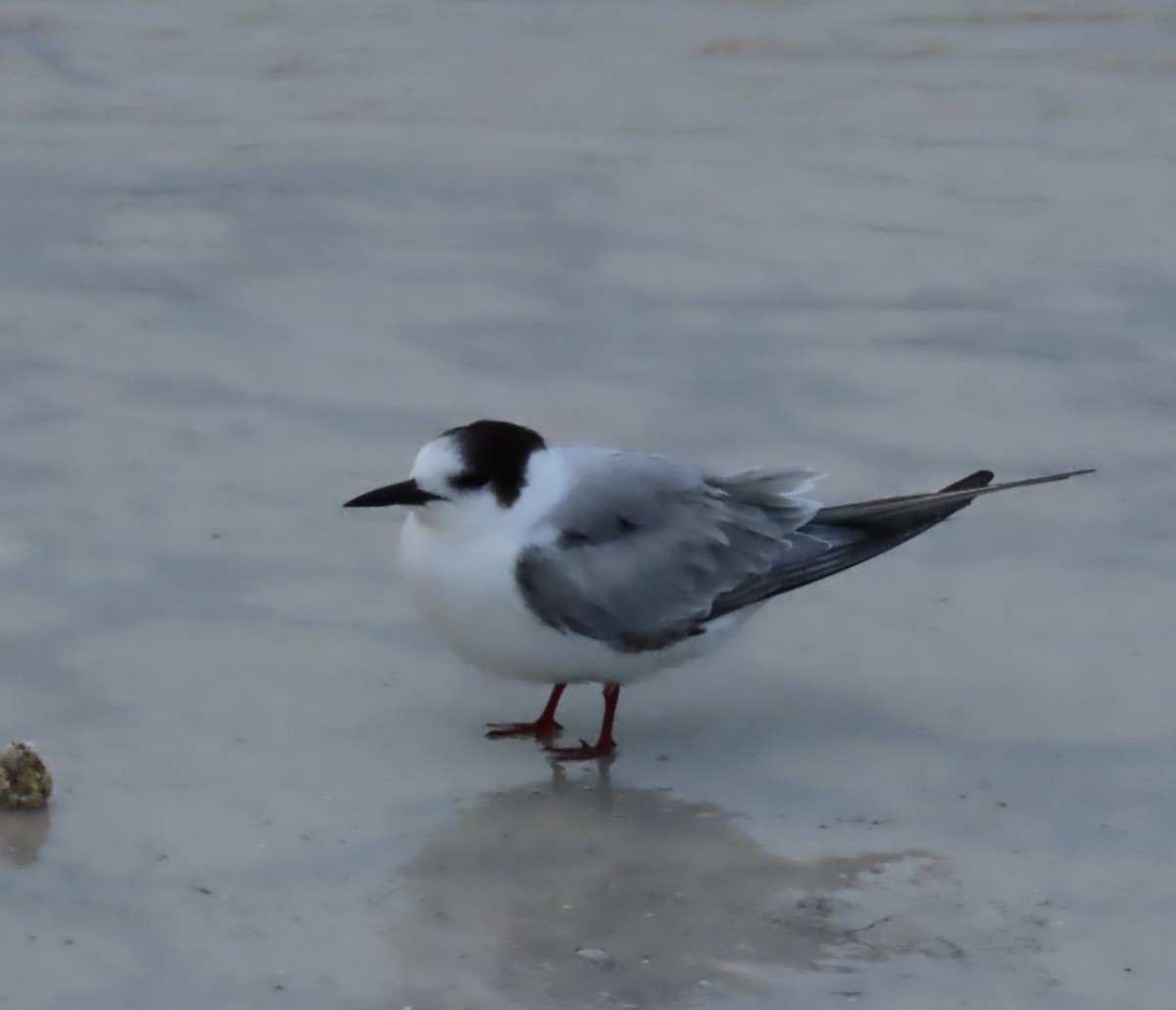 Common Tern - ML646659480