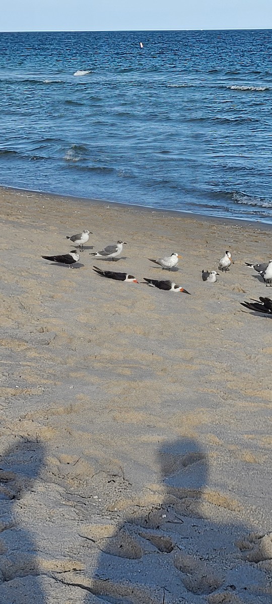 Black Skimmer - ML646659485