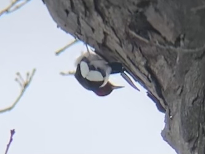 rødhodespett - ML646659487