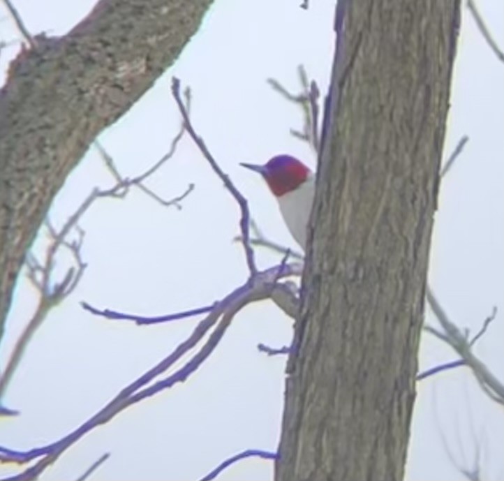 rødhodespett - ML646659488