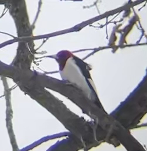 rødhodespett - ML646659489