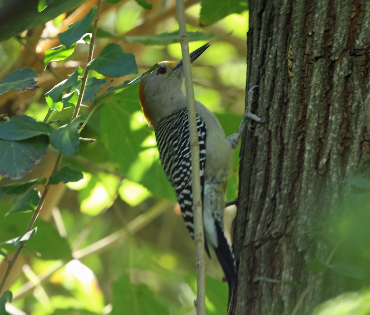 Pic à front doré (aurifrons) - ML646659491