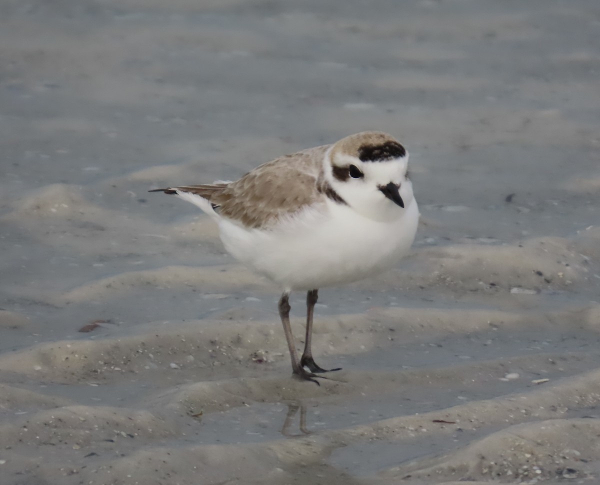 Snowy Plover - ML646659492